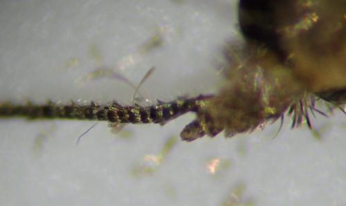 Blastobasis phycidella